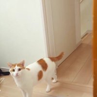 部屋に入ってくる猫