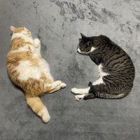 「い」の形で寝る猫