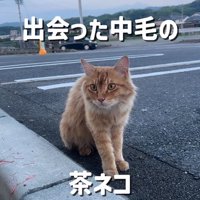 駐車場の縁石付近に座る茶トラ猫