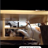 寝ている子猫とちょっかいを出している猫