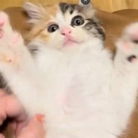 仰向け子猫