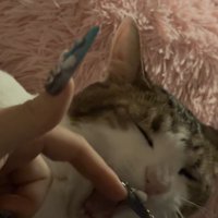 飼い主の指の前であくびをしている猫