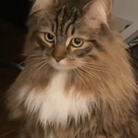 横目で見る猫