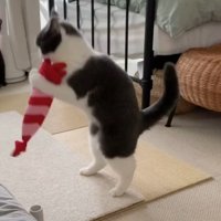 エビのぬいぐるみを抱えて遊ぶ猫