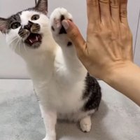 左前足で人の手にタッチする猫