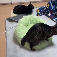 方向転換して反時計回りにペット用ベッドの上を歩いていく猫