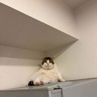 偉そうに休む猫