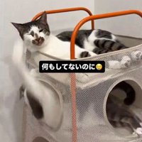 目を細める上段の猫と下段から伸びる前足