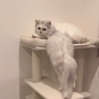 タワーでふり返る猫