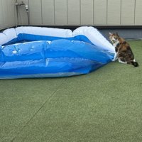 萎んでいるプールを見つめる猫