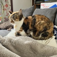 うとうとしている猫