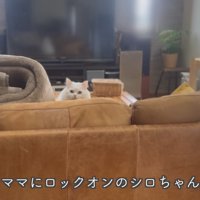 ロックオンしているシロちゃん