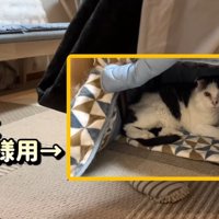 猫用こたつに入る猫