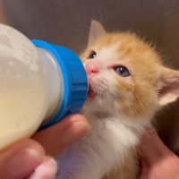 ミルクを飲む茶白の子猫