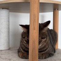 キャットタワーの柱の後ろに隠れる猫