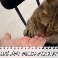 テロップ「魚を焼くと～」