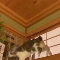神棚の猫