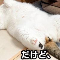 仰向けな猫（だけど、）
