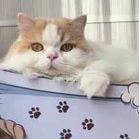 レモンくんの紹介写真