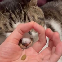 顔を近づける猫