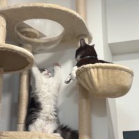 威嚇する猫と見つめる猫4