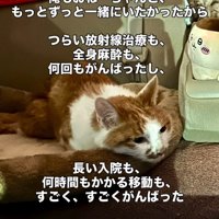 車の中で寝そべる猫