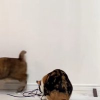 立ち去るキジ猫、紐で遊ぶ三毛猫