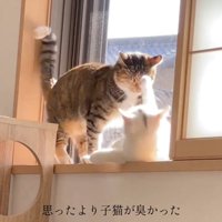 じゃれる猫