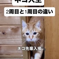 部屋に入ってくる茶トラ猫
