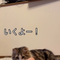 おもちゃを狙う猫2