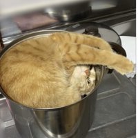 鍋に入る猫
