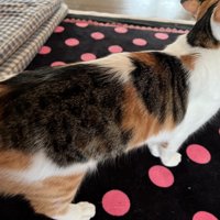 ミクちゃんの背中