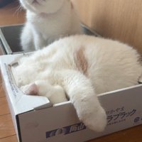 箱に入る2匹の猫