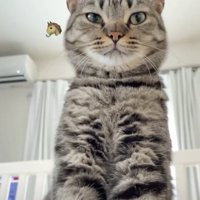 ウマのような鳴き声の猫