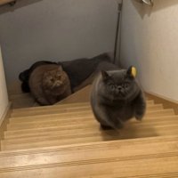 追われる弟猫（グレー）と追う兄猫（茶）