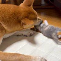 子猫をお世話する犬
