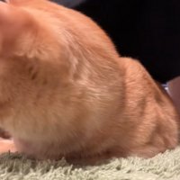 体勢を崩す猫