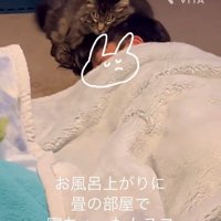 人の頭に寄りかかる猫