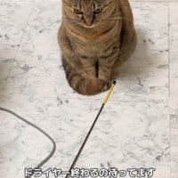おもちゃの後ろに座る猫