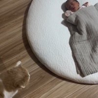 左側から見守る猫2