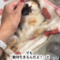 頭を撫でられる子猫