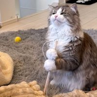 二足立ちしている猫