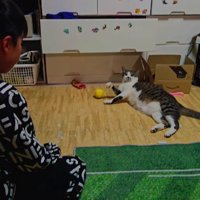 キャッチボールをする男の子と猫