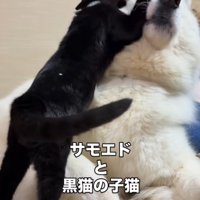 犬の顔にじゃれつく子猫