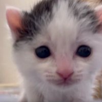 歩いている猫