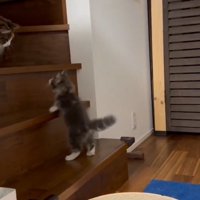 2段目に手をかける子猫