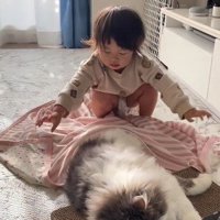 横たわる猫とブランケットを直そうとする子ども