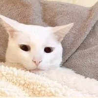 イカ耳で見下ろす猫