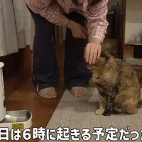 早朝にリビングにいる猫をなでる飼い主