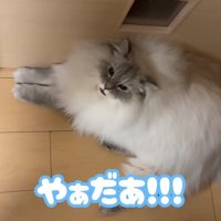 ドアの前で伏せをしている猫「やぁだあ！！！」